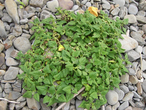 海浜植物の画像